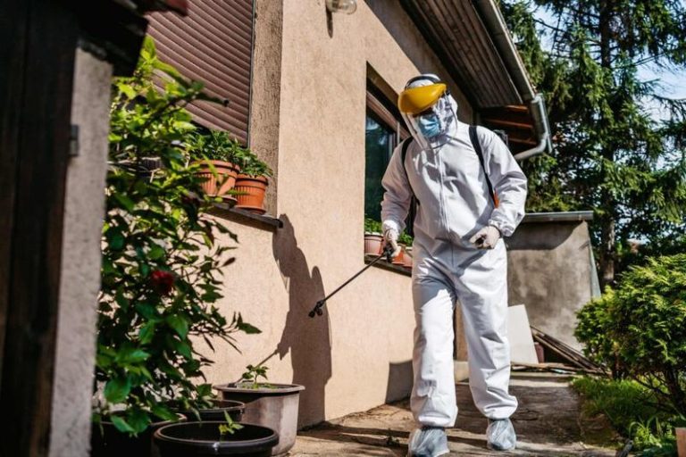 Pest Control SEO: How Pest Control Companies Get Found on Google